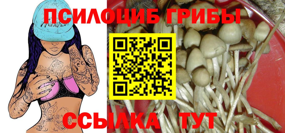 Галлюциногенные грибы Psilocybe  Вход с VPN  Вязники 